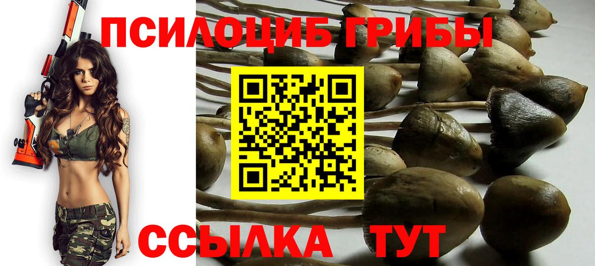 Псилоцибиновые грибы Psilocybe Домодедово